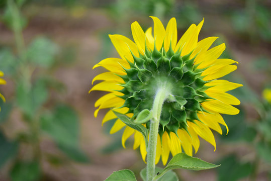Sunflower natural background, Sunflower blooming, Behind sun flower.