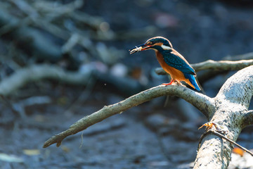 Kingfisher or Alcedo atthis perches on branch with food in beak
