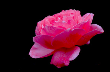 one vibrant rose isolated