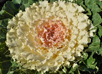 Blossoming cabbage flower