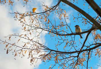 Sparrow on the branch