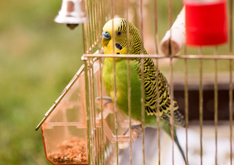 Fototapeta premium A parrot in a cage sits on a bird feeder and pecks grains
