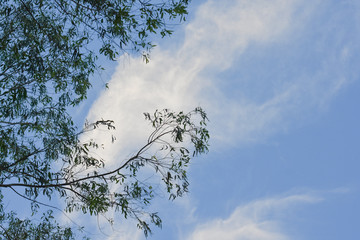 Branch tree on Blue sky background and clouds.