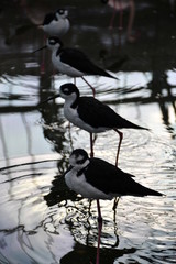 水面の鳥