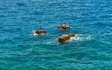 Fototapeta premium Cormorant birds at stones among water and waves in Adriatic Sea.