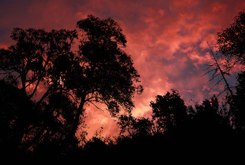 Black silhouettes of trees on a red dramatic sky background