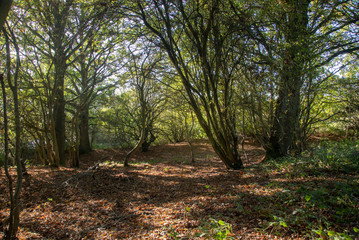 path in the forest