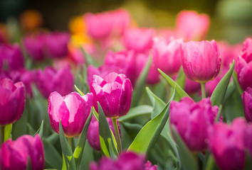 Close up of pink tulips in the garden