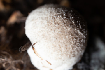 Volvariella volvacea mushroom grow from cultivation in the farm.