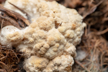 Volvariella volvacea mushroom grow from cultivation in the farm.