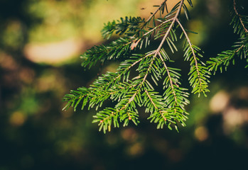 Fir branch in the forest