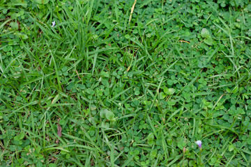 Focus of green grass on top view.