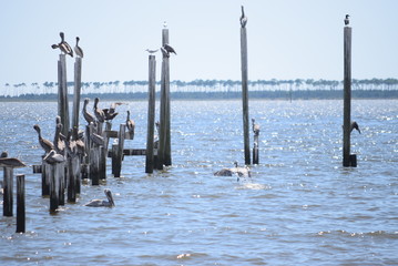 Pelican on Gulf