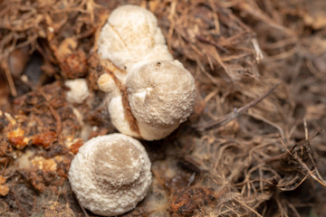 Volvariella volvacea mushroom grow from cultivation in the farm.