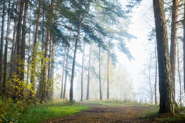 Pathway through beautiful forest with different trees 