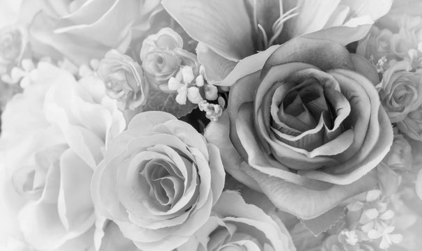 black and white  rose