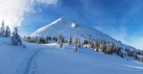 Fototapeta premium Beautiful winter landscape of The Carpathian Mountains. Petros peak covered with snow.