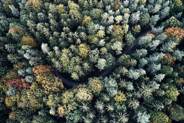 Autumn forest aerial drone view from above, dji