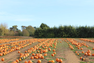 Pumkin field rows landscape