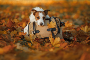 travelling with a dog. Pet autumn in the Park. Yellow leaves and bag. Autumn mood