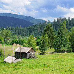 Slopes of mountains and coniferous trees . Rural landscape. Picturesque and gorgeous scene