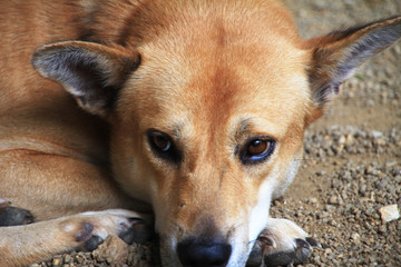 portrait of a dog