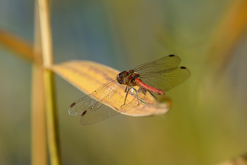 Libelle