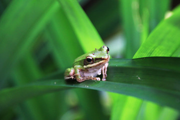 frog on leaf