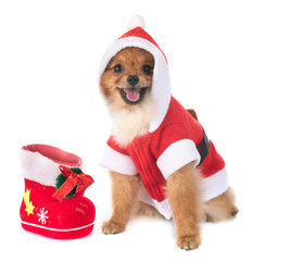 puppy pomeranian and christmas