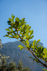 Urlaub, Mallorca, Valldemossa, Starand, Meer, M&ouml;ven, Zitronen, Berge, Blumen, Wandern, Reisen