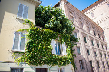 Ivy growing on the facade of a typical Italian building