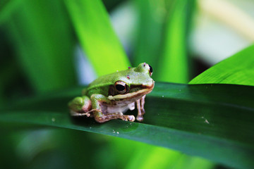 frog on leaf