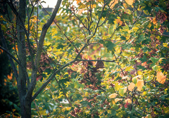 Eichhörnchen  Sciuromorpha Nagetiere Hörnchenverwandte Rodentia Euarchontoglires Sciurus Gattungen  Baumhörnchen  Tribus Sciurini  Hörnchen baumbewohnendes Leben  © Culipix