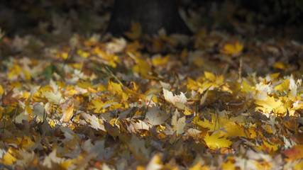 Fototapeta premium Leafs on the ground