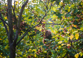Eichhörnchen  Sciuromorpha Nagetiere Hörnchenverwandte Rodentia Euarchontoglires Sciurus Gattungen  Baumhörnchen  Tribus Sciurini  Hörnchen baumbewohnendes Leben  © Culipix
