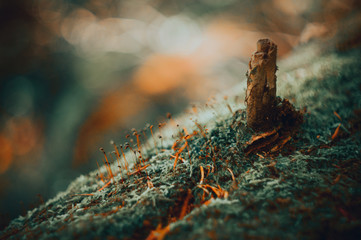 Moss tree macro