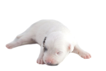 Cute puppies, white background, dog breed Bang Kaew Thai dog.