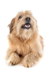 pyrenean shepherd in studio