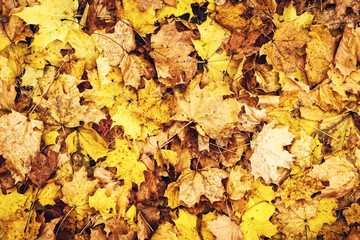 Autumn background of beautiful fallen dry leaves. Close-up.