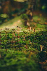 Moss tree macro