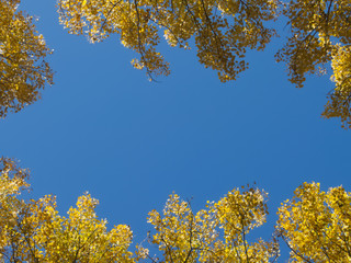 Blue sky in a frame of aspen crowns