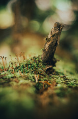 Moss tree macro