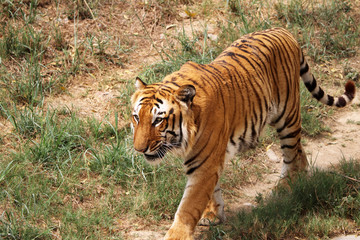 Bengal Tiger