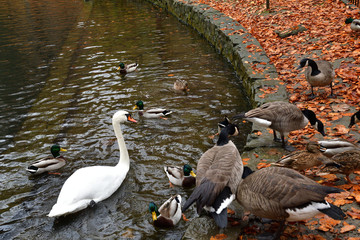 flock of birds duck swan and canada goose to swim on the lake in autumn 