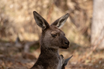 Wild Kangaroo from Australia