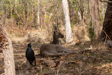 Wild Kangaroo from Australia