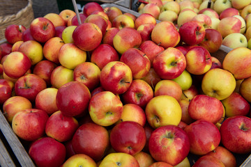 Äpfelverkauf auf dem Domplatz in Münster, Westfalen, Deutschland