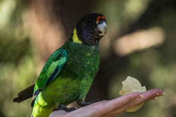Colorful wild parrot from Australia