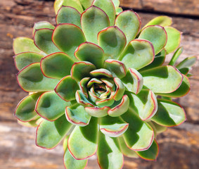 Echeveria pulidonis view from above