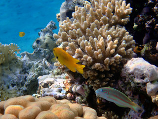 Fototapeta na wymiar Sea goldie Fish